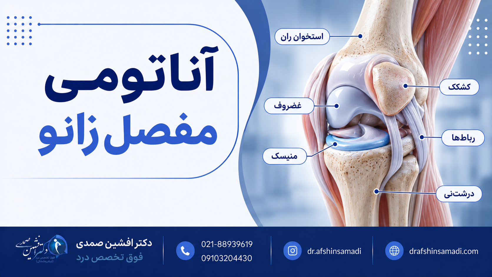 اناتومی مفصل زانو